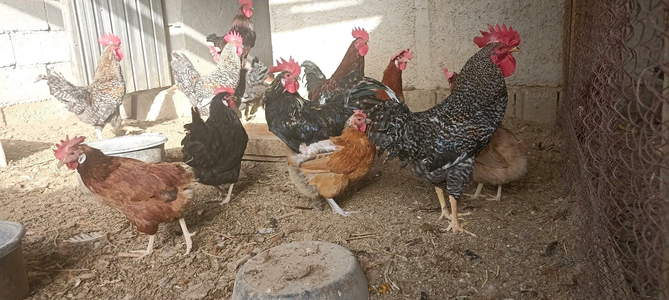 хораз - Bagyr - img 8