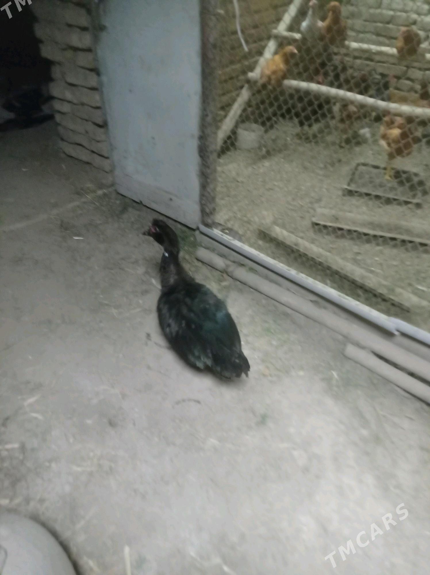 ordek erkek - Сакарчага - img 2