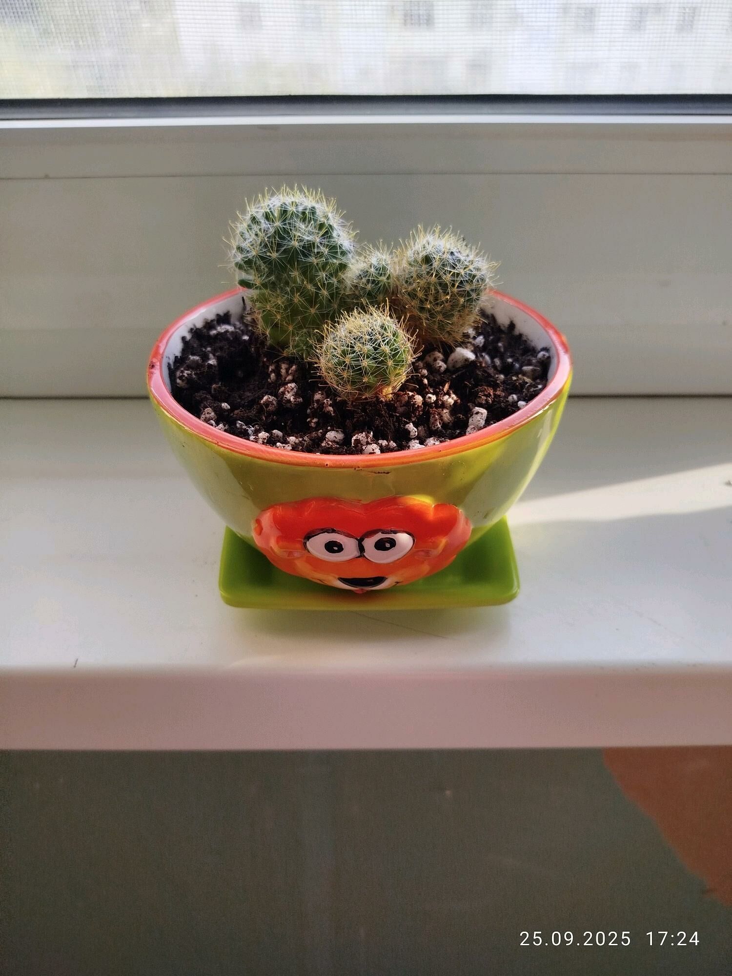 СУКУЛЕНТЫ И КАКТУСЫ - Ашхабад - img 9