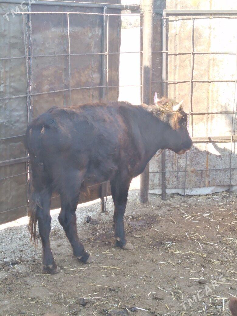 Öküzceler - Балканабат - img 3