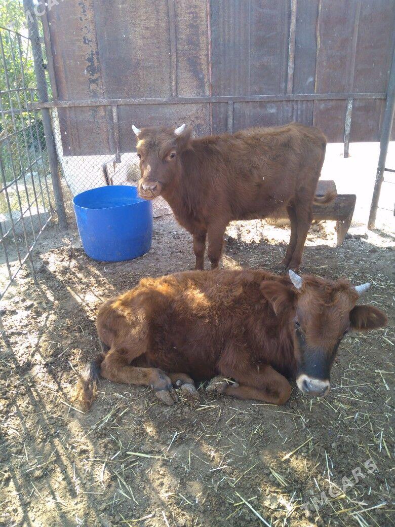 Öküzceler - Балканабат - img 1