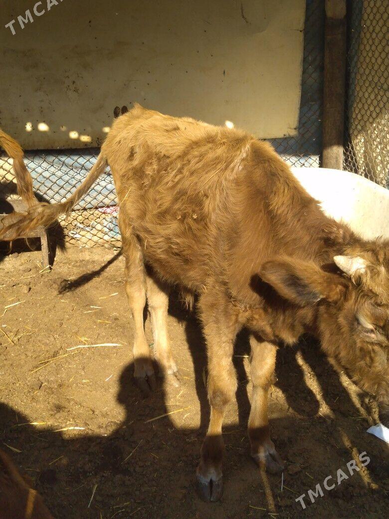 Öküzceler - Балканабат - img 4