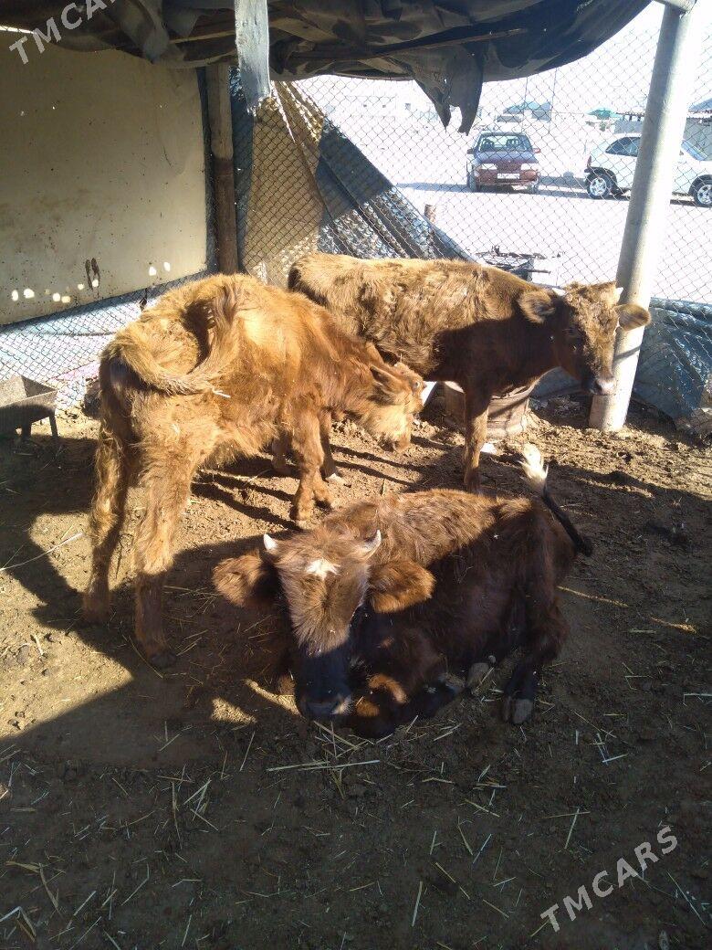 Öküzceler - Балканабат - img 6