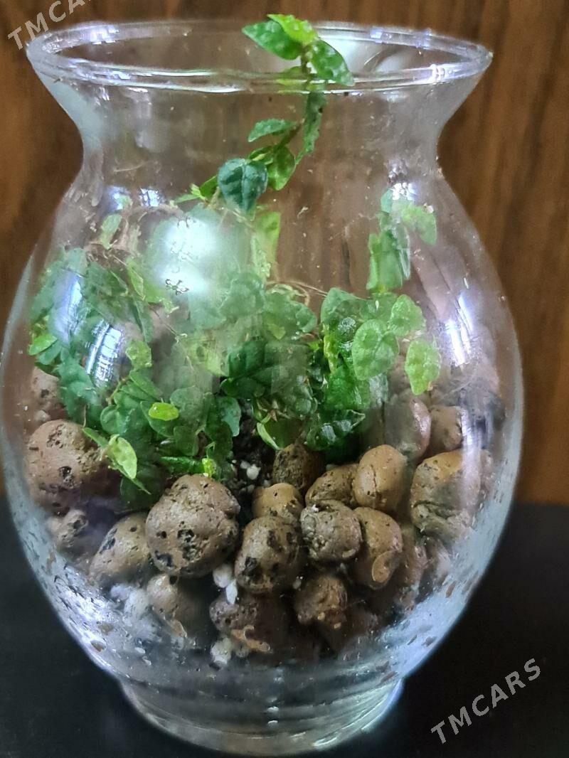 флорариум - 10 mkr - img 1