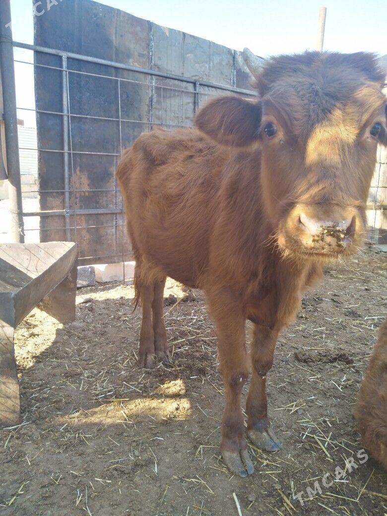 Öküzceler - Балканабат - img 2