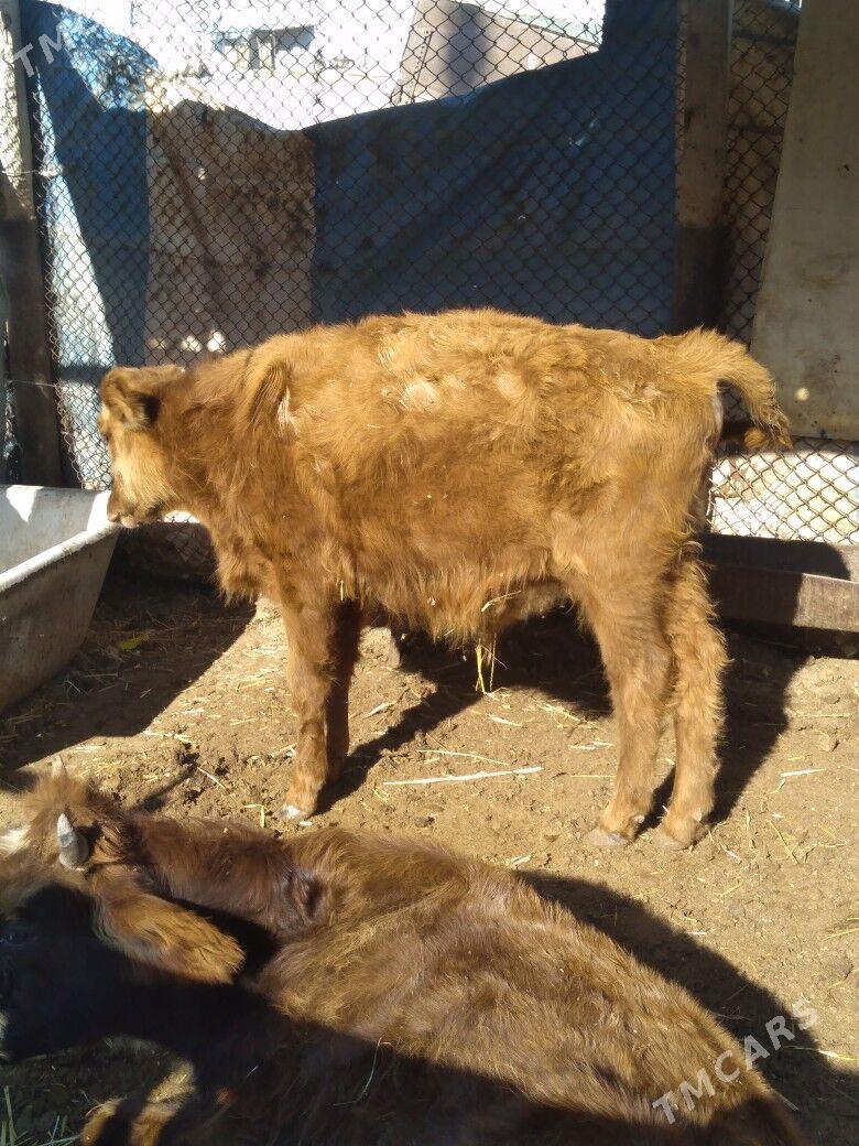 Öküzceler - Балканабат - img 5