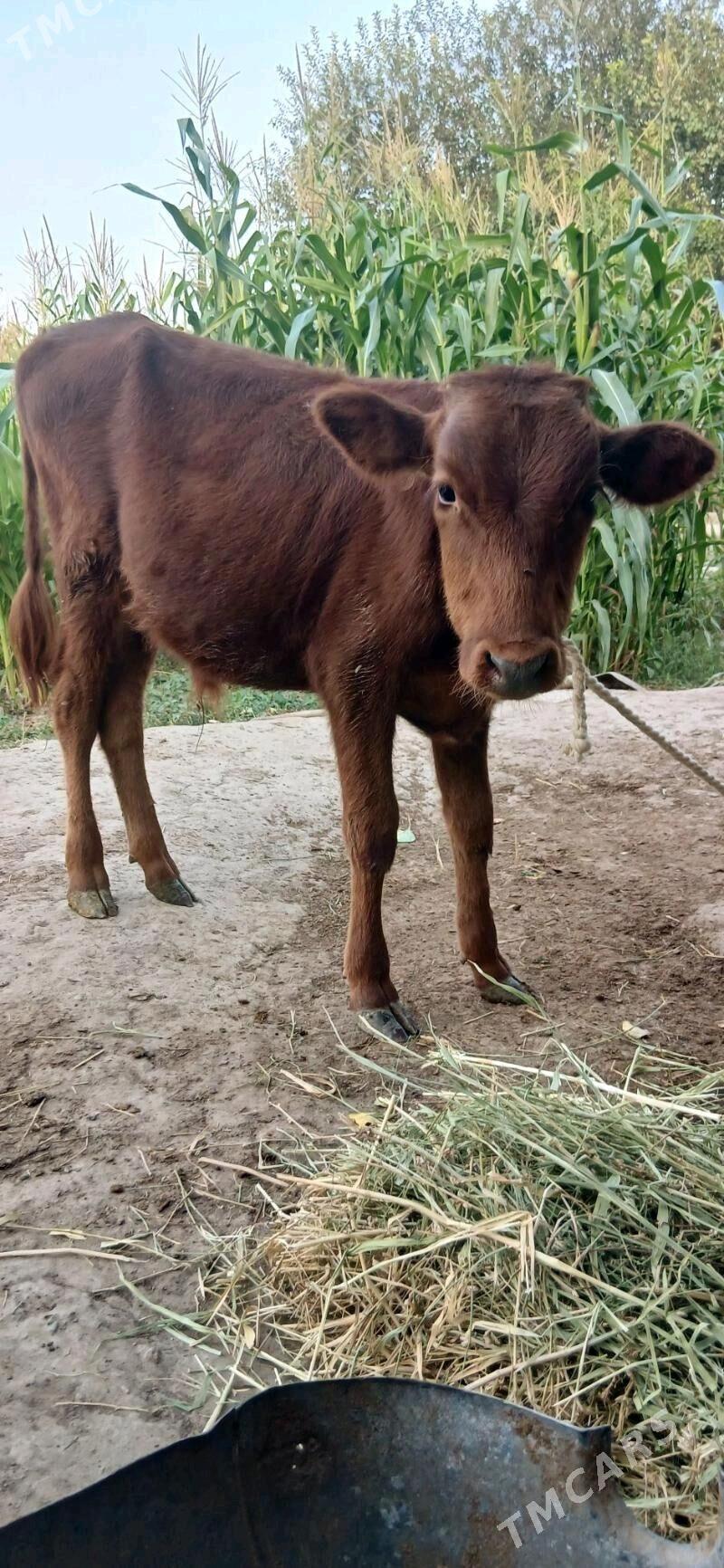 ÖKÜZ - Aşgabat - img 2