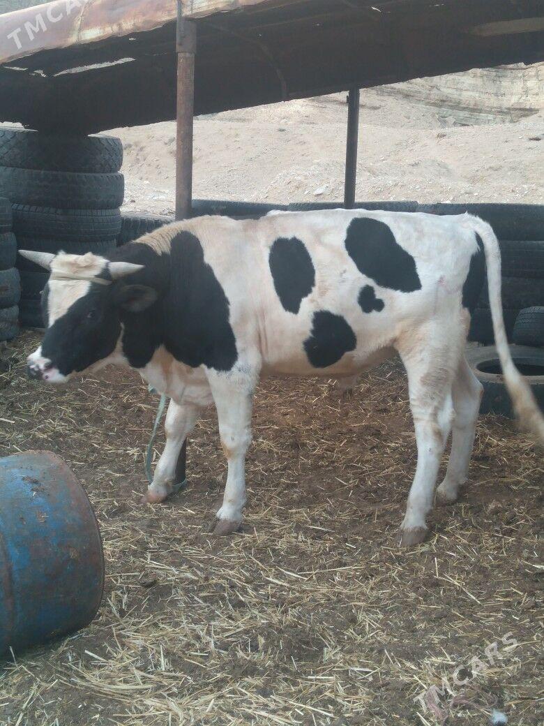 Galısdeyın okuz - Балканабат - img 1