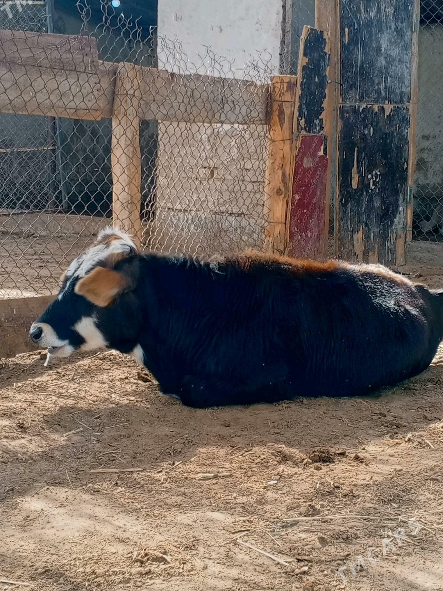 ÖküzçeÖküzçe - Ашхабад - img 2
