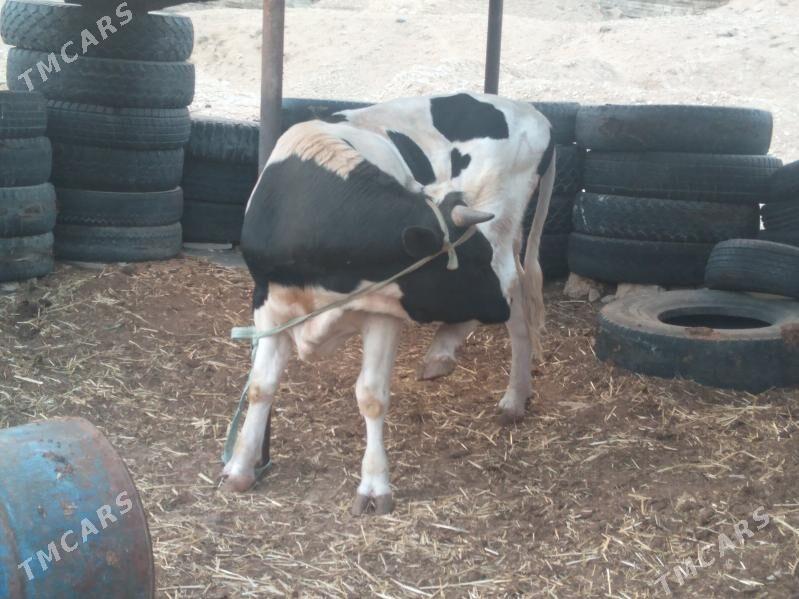 Galısdeyın okuz - Балканабат - img 2