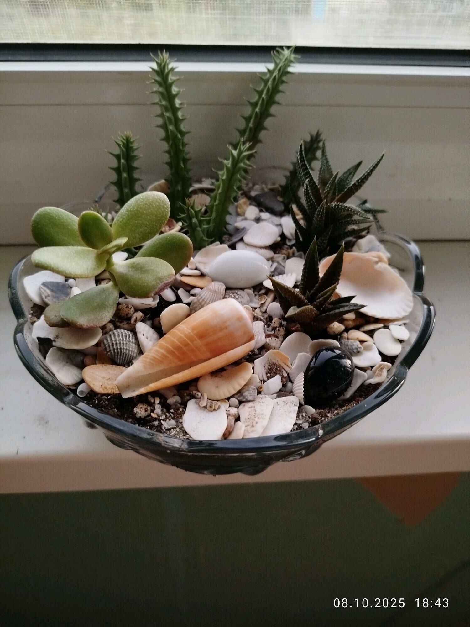 СУКУЛЕНТЫ И КАКТУСЫ - Ашхабад - img 10