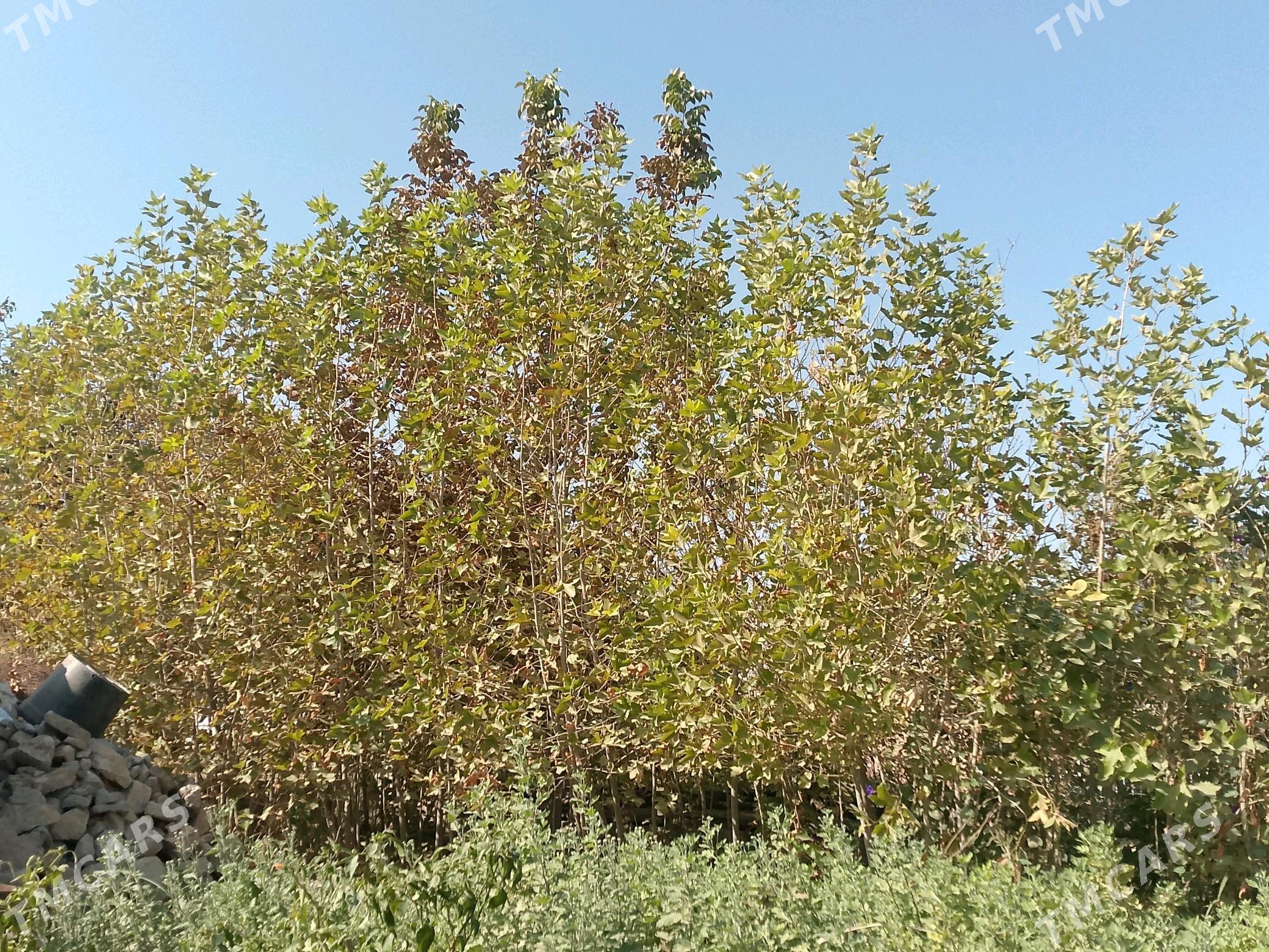 Cynar,Alma,tut,hoz,erik,cedaly - Aşgabat - img 1