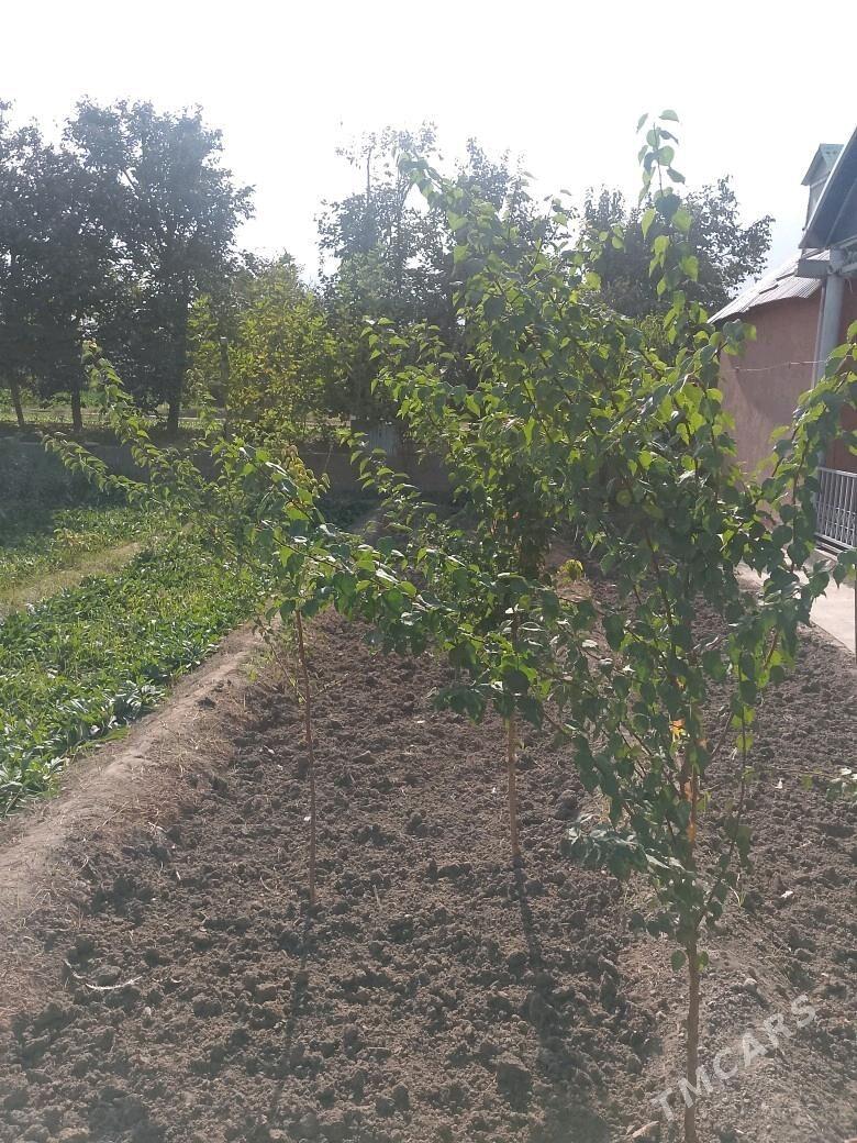 Cynar,Alma,tut,hoz,erik,cedaly - Ашхабад - img 5