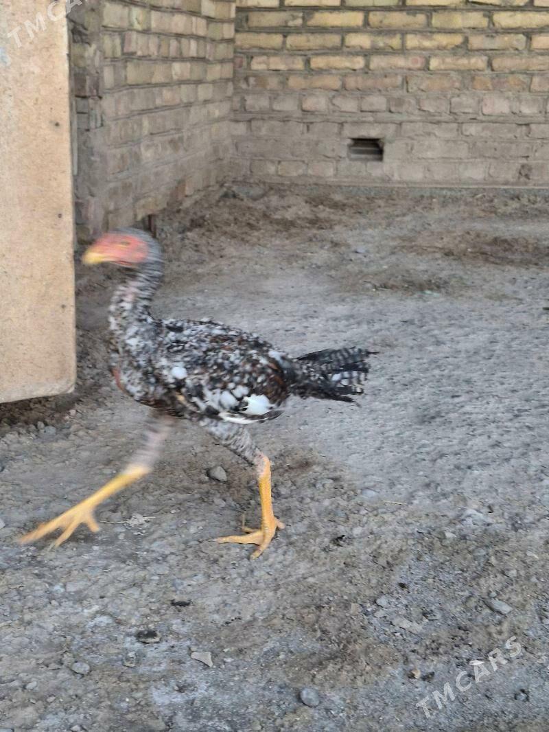 baysow - Çärjew - img 1