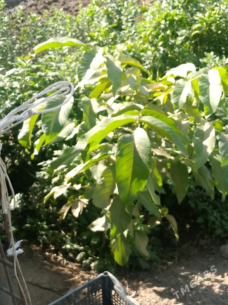 Cynar,Alma,tut,hoz,erik,cedaly - Ашхабад - img 4