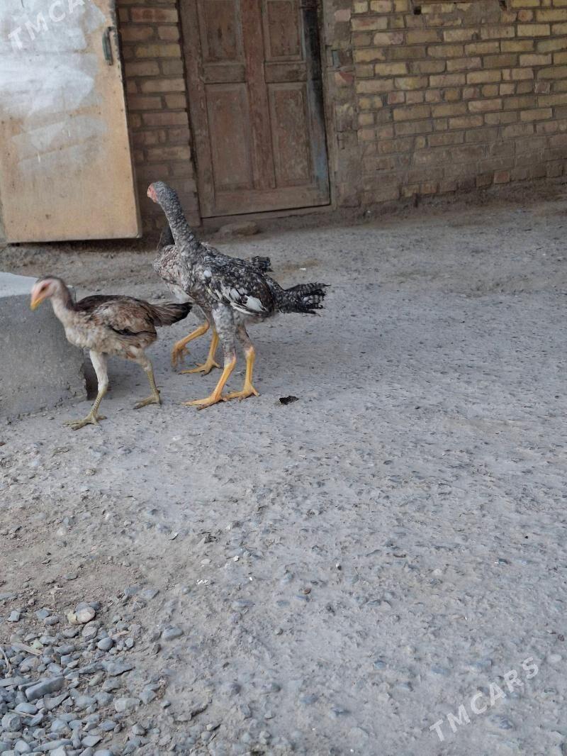 baysow - Çärjew - img 3