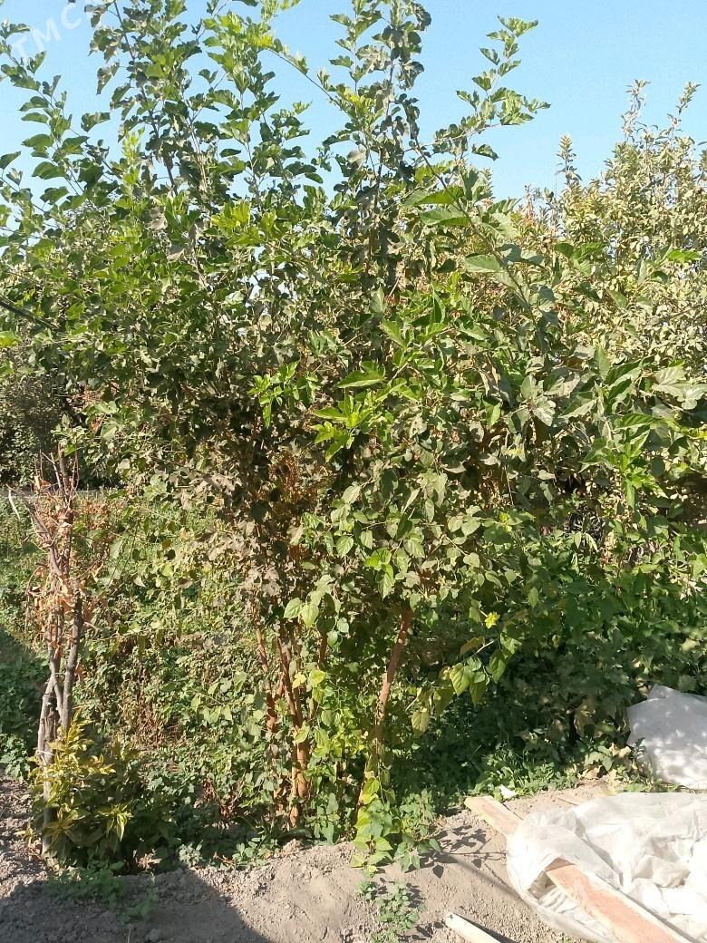 Cynar,Alma,tut,hoz,erik,cedaly - Ашхабад - img 3