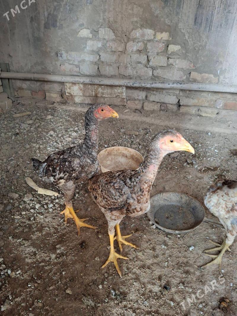 baysow - Çärjew - img 4