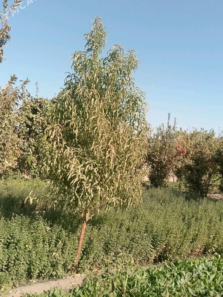 Cynar,Alma,tut,hoz,erik,cedaly - Ашхабад - img 6