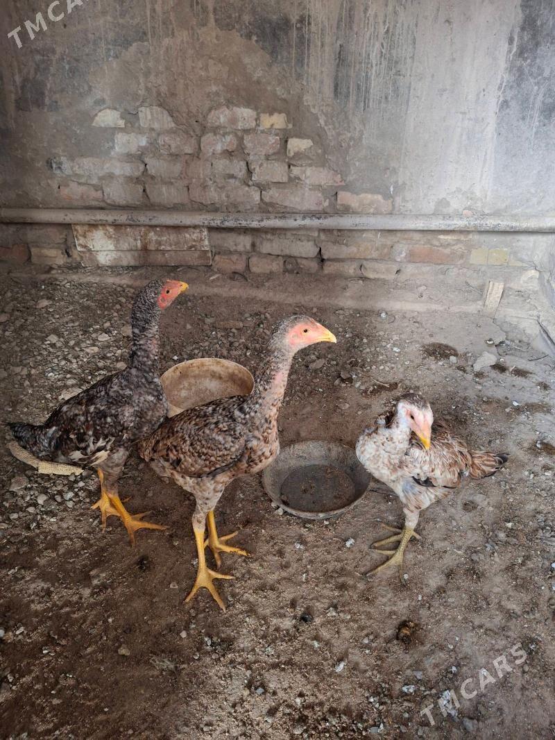 baysow - Çärjew - img 5