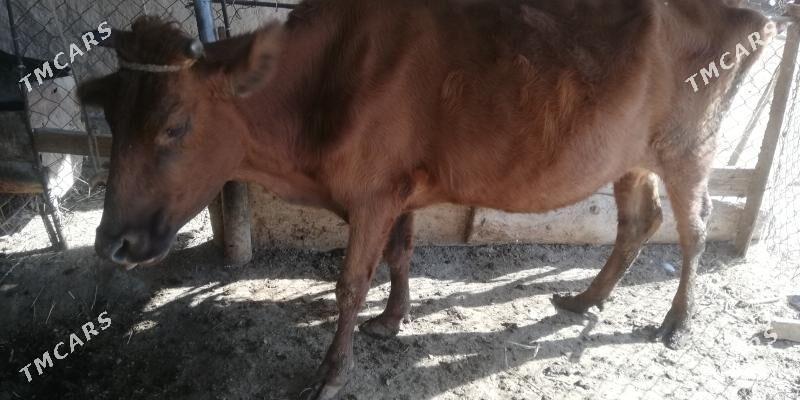 Sygyr - Туркменабат - img 1