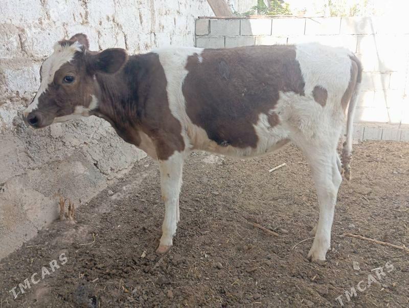 Tüwe - Gurtly - img 2