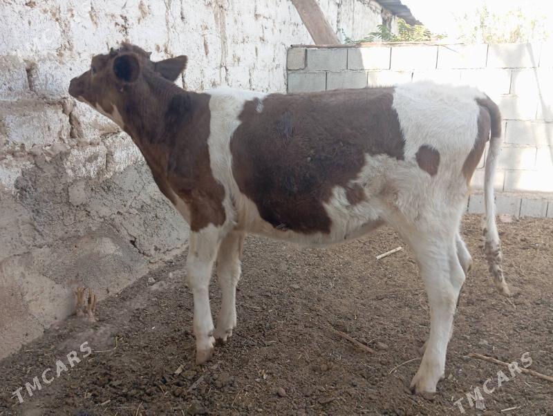 Tüwe - Gurtly - img 3