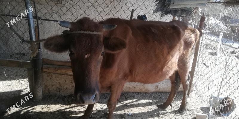 Sygyr - Туркменабат - img 3