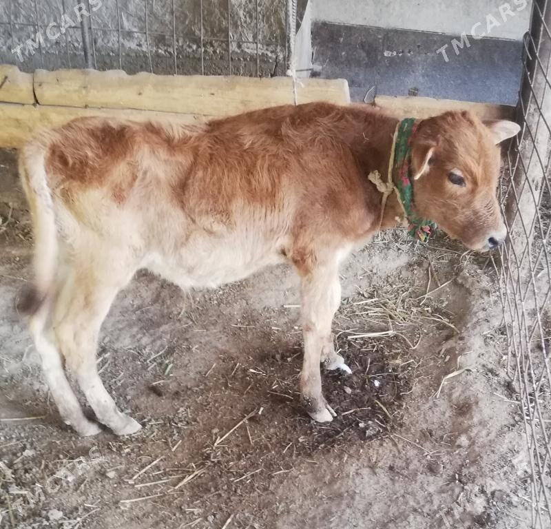 Sygyr - Туркменабат - img 2