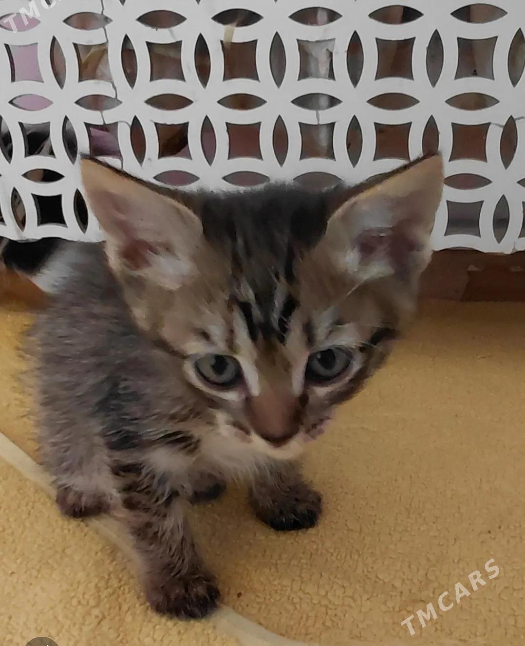 В ДОБРЫЕ РУКИ - Туркменабат - img 3