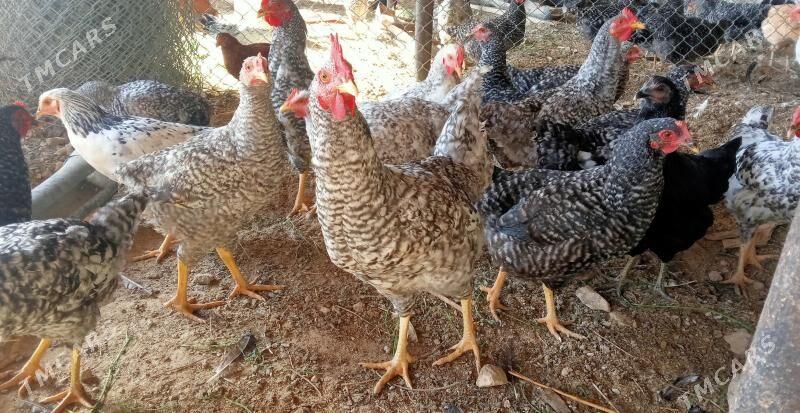 Daminat horazlar - Ашхабад - img 2