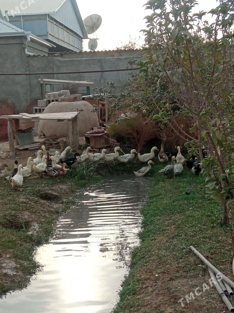 ördek gak gak - Мары - img 3