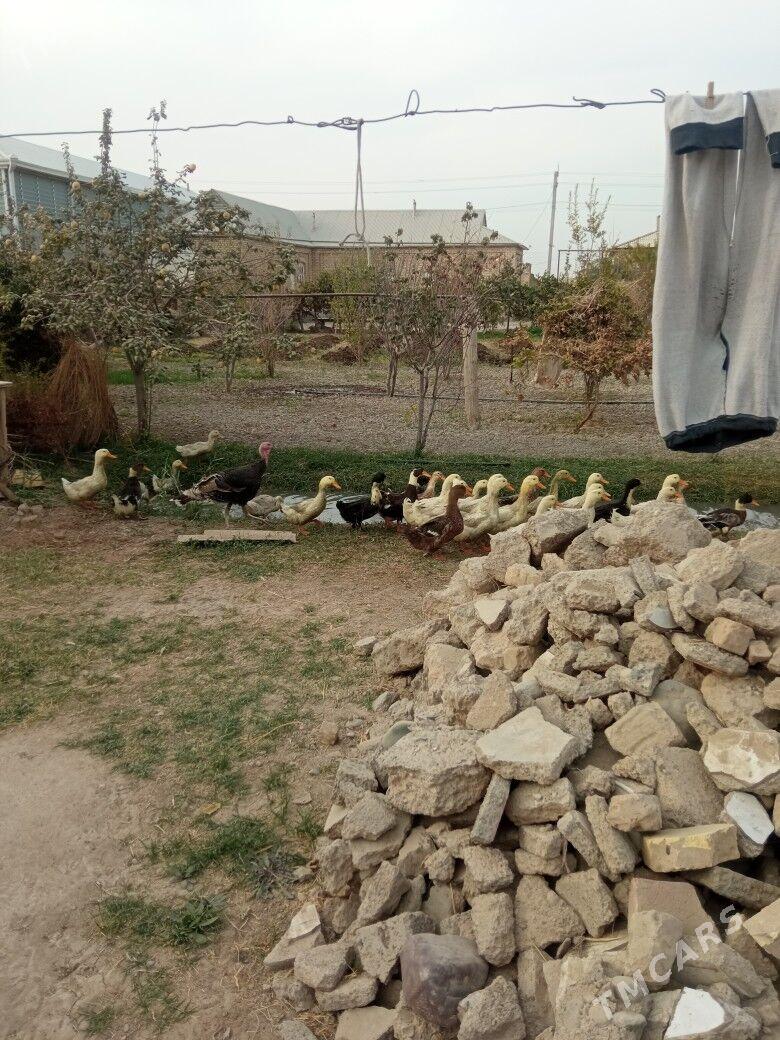 ördek gak gak - Мары - img 1