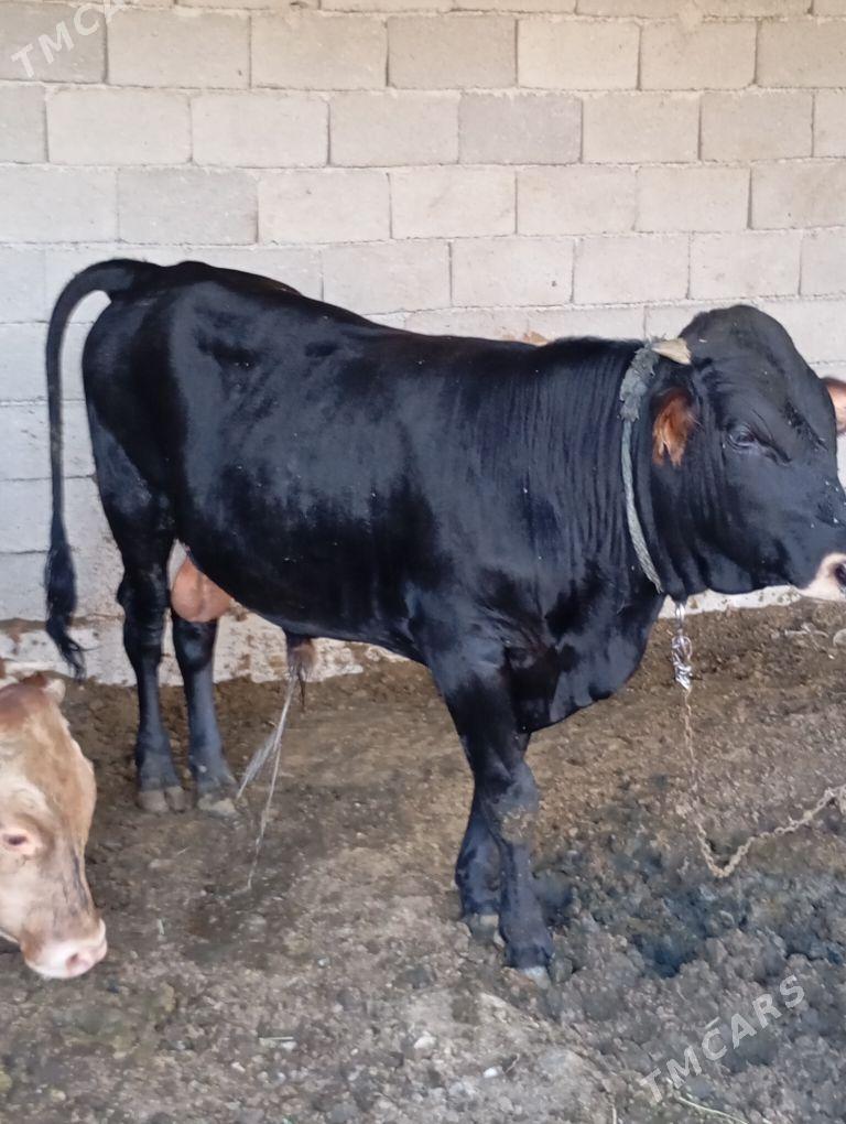 okuz - Ашхабад - img 1