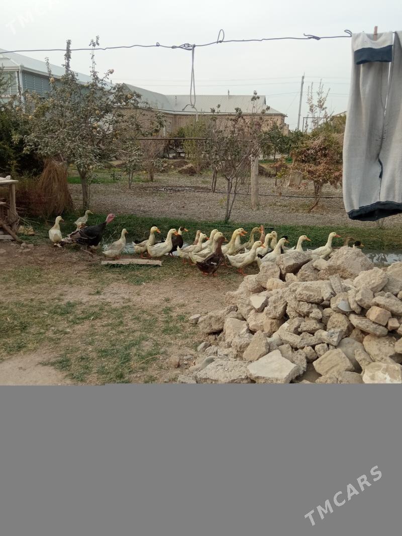 ördek gak gak - Мары - img 2