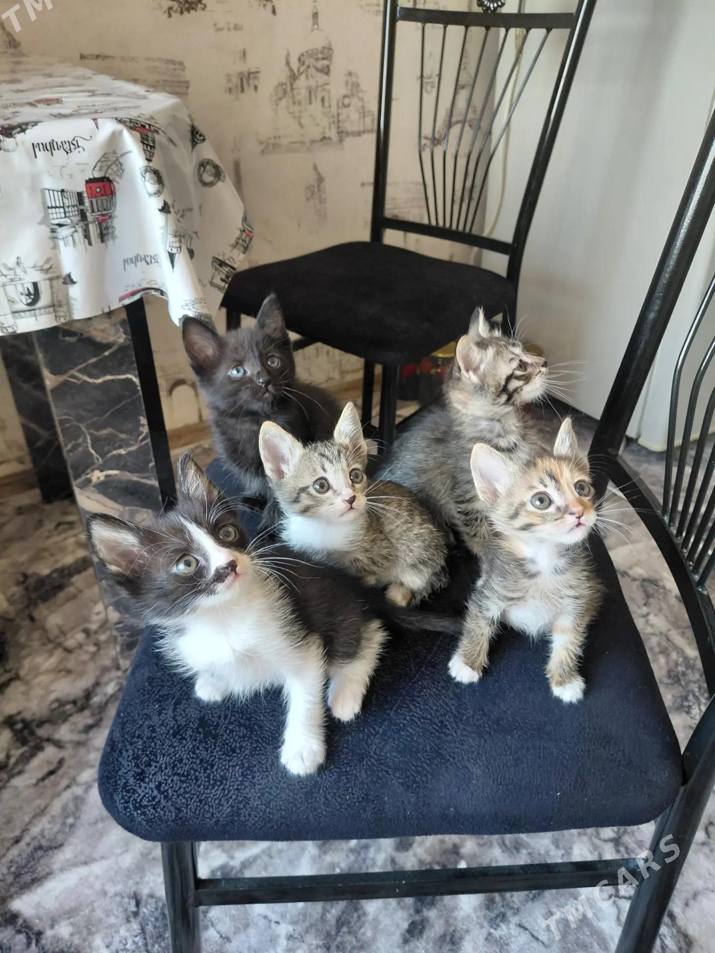 В ДОБРЫЕ РУКИ - Туркменабат - img 6