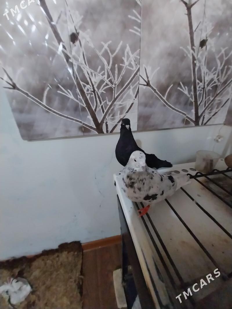 KEPDERI. - Murgap - img 5