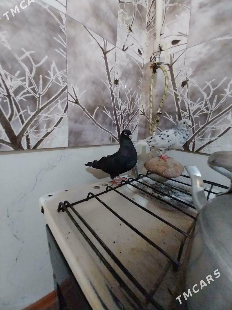 KEPDERI. - Murgap - img 3