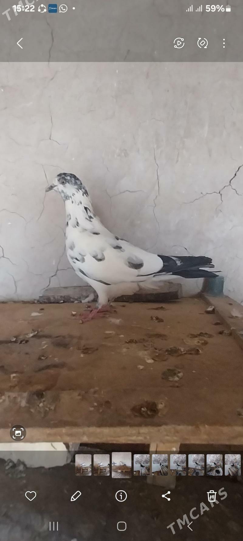 Kepderi. - Murgap - img 4