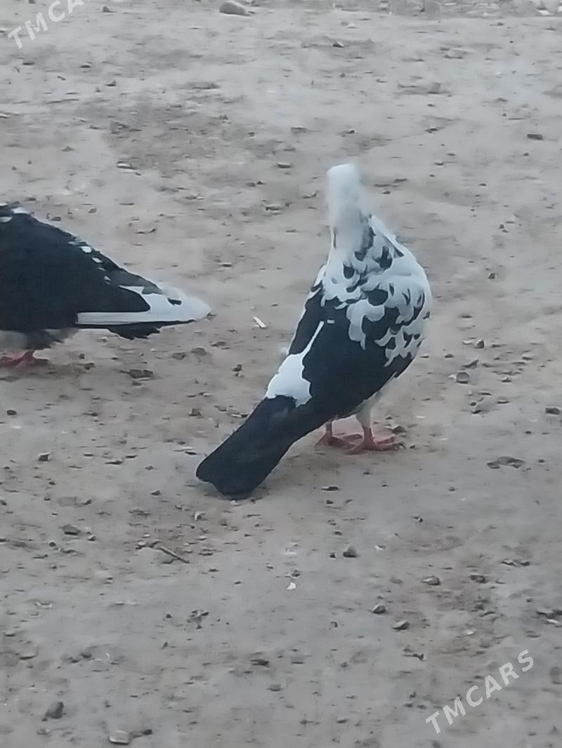 Kepderi. - Murgap - img 5