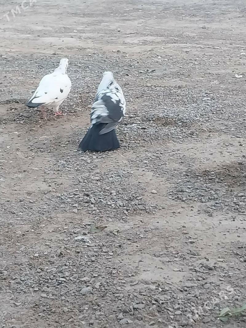 Kepderi. - Murgap - img 3