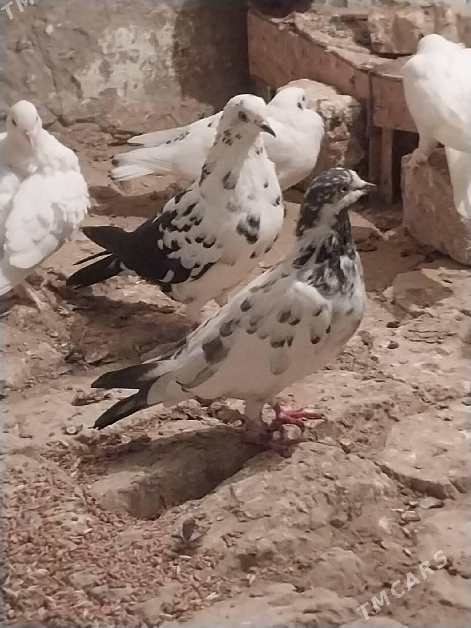 Kepderi. - Murgap - img 2