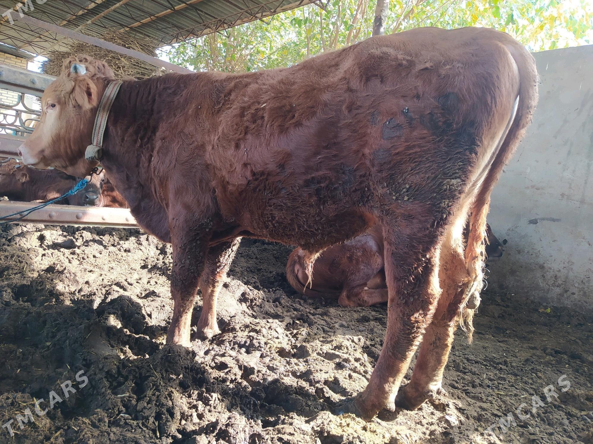 okuz - Мары - img 2