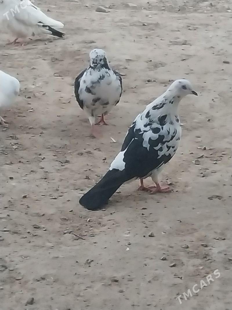 Kepderi. - Murgap - img 6