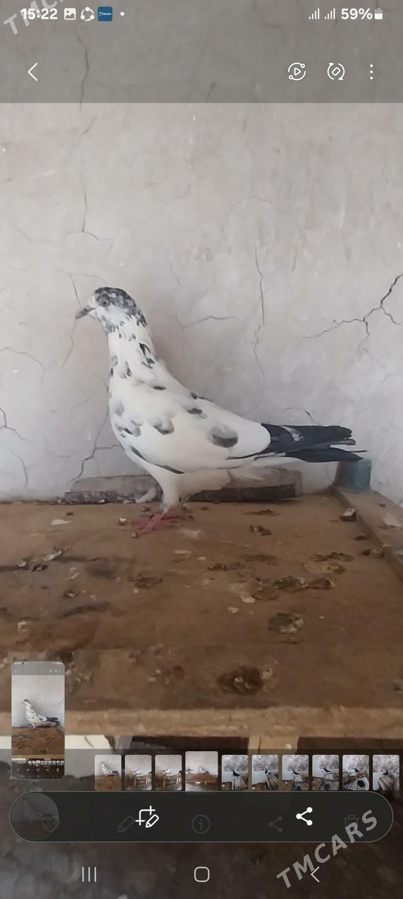 Kepderi. - Murgap - img 7