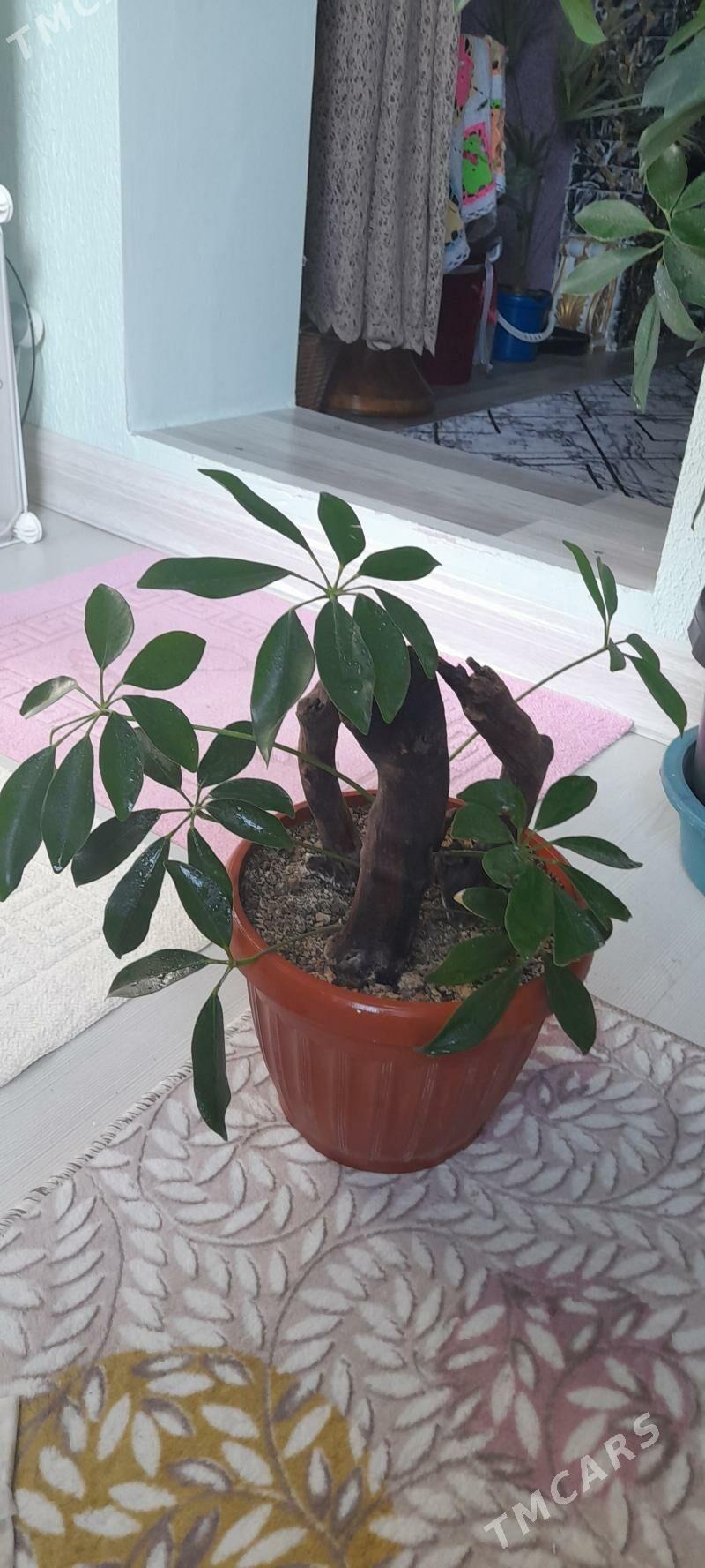 цветы - Гаудан "Б" - img 6