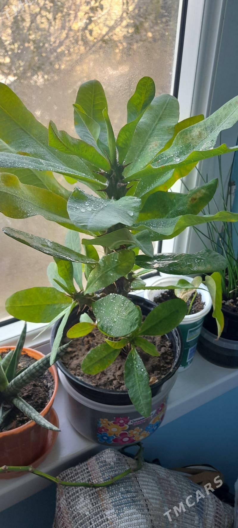 цветы - Гаудан "Б" - img 3