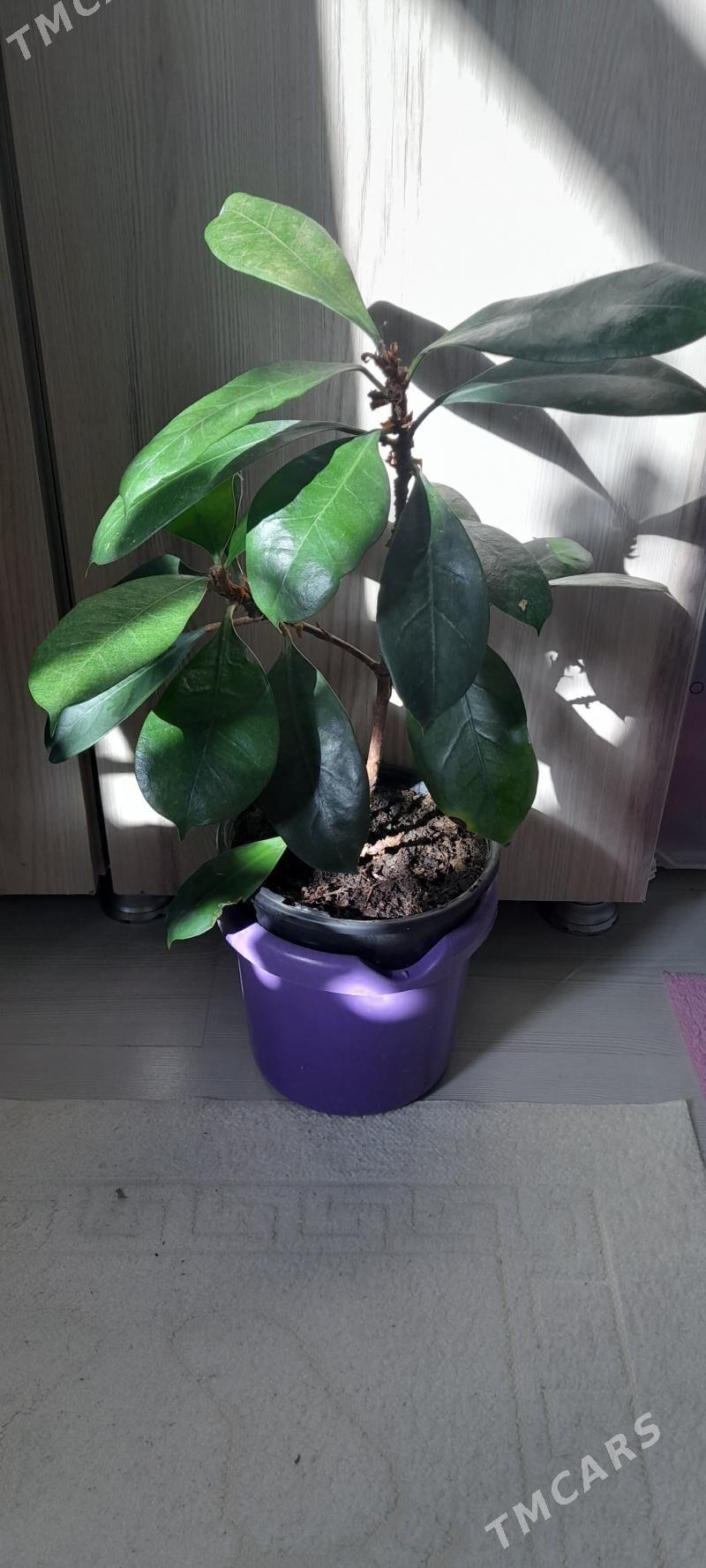 цветы - Гаудан "Б" - img 7