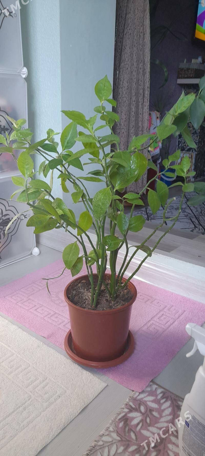 цветы - Гаудан "Б" - img 5