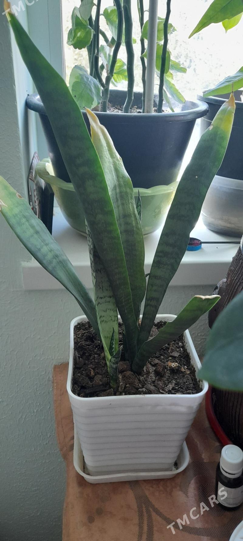 цветы - Гаудан "Б" - img 4